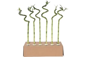 Plant in a Box - Dracaena sanderiana - Set de 6 - Lucky Bamboo - Plante de bambou porte-bonheur véritable - Hauteur 40-50cm