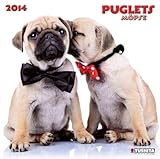 Puglets 2014 What a Wonderful World: Möpse by