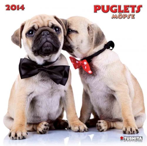 Puglets 2014 What a Wonderful World: Möpse