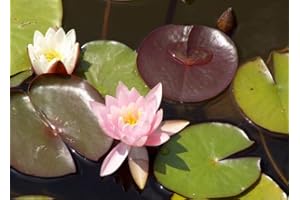 Haus&Garten Rosa de nenúfar rosa con aroma de ninfhaea de rosas, lirio de agua, planta fuerte