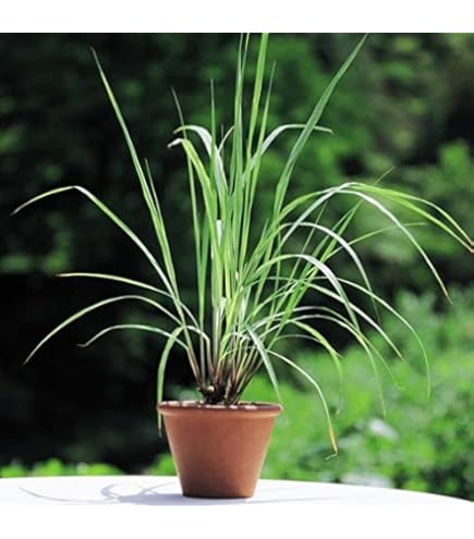 Pianta Di Lemon Grass Citronella - Vaso 14cm, Repellente Naturale Zanzare, Vivaio Italiano - Foto 5