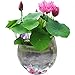 Produktbild Imported and New 10 seeds/pack Balcony hydroponic bonsai nelumbo nucifera seeds hydrophyte seeds lotus flower seed