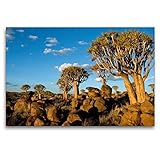 Calvendo Premium Textil-Leinwand 120 cm x 80 cm quer, Keetmanshoop: Köcherbaumwald  Wandbild, Bild auf Keilrahmen, Fertigbild auf echter Leinwand, Leinwanddruck: Namibia Orte Orte