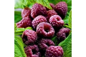 BAUMSCHULE WEDROWSKI W Glen Coe Purple Thornless Raspberry 2L Plant for Beginners and Professional Gardeners - Ideal for Allotment, Garden - Beautiful Plant with Unusual Flowers - Enjoy Its Colours Every Day