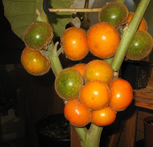 5 Samen Solanum quitoense – Naranjilla , Lulo, kaum erhältliche Früchte, lecker - 2