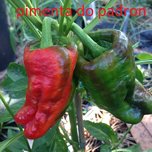 GRAINES PIMENTA DO PADRON