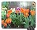 Produktbild Sunny Spring Day Mauspad, Mousepad (Blumen Mauspad) #030