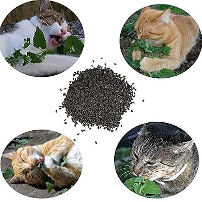 Wingbind Graines d'herbe à Chat Bio Naturelles pour Grandir, Plante de Chat à la Menthe pour Chat Chaton Environ 10000pcs