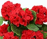 Geranien Kunstblumen im Topf 28cm hoch mit roten Blüten – Kunstpflanze künstliche Blumen Kunstblumen Blumensträuße künstlich, Seidenblumen oder Blumen aus Plastik Kunststoff - 4