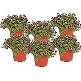 Calllisa ('Schönpolster') Futterpflanze für Nager, Vögel, Schildkröten und Reptilien (6)