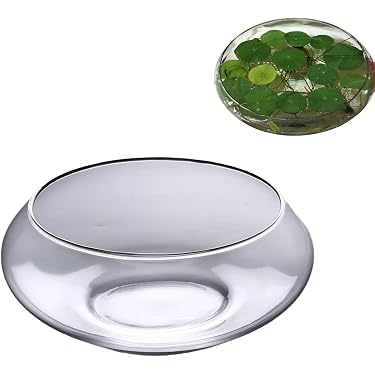 Decorhome Fischschalen-Vase – Runder Glas-Terrari Produktbild-Vorschau 6