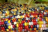 Produkttyp: Samen AGROBITS Bunte Regenbogen-Glas Gem Corn Cherokee Indian Erbstück 15 Samen-unusial & Seltenes