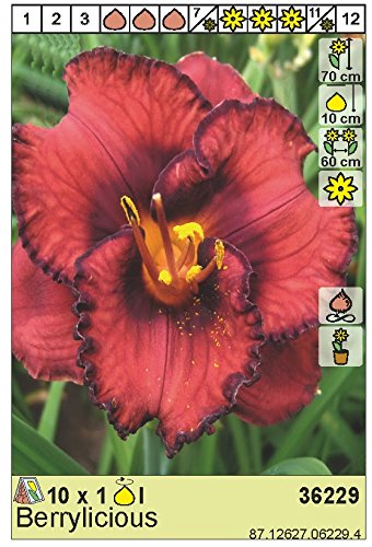 AUSVERKAUF : Seltene Rarität : Hemerocallis - Taglilie " Berrylicious "