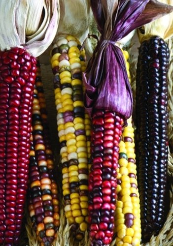 TROPICA - Zwergmais-Ziermais -Painted Mountain ( Zea mays convar. Amylacea ) -15 Samen