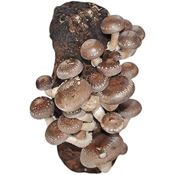 Gokidsgo Co Uk Piante Da Esterno Utensili Per Il Giardinaggio Acquaverde Kit 2 Pani Fungo Substrato Di Funghi Pioppini Pioppino Facile Coltivazione Da 5 Lt Micelio Selezionato Di Prima Scelta