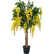 Cytisus Laburnum Goldregen Leguminosae Henriettes