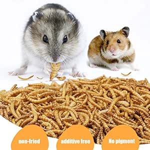 do hamsters like mealworms