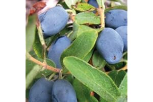 BAUMSCHULE WEDROWSKI W Baie du Kamtchatka Wojtek 1L - Plante de Jardin, Arbres fruitiers - la Décoration Parfaite pour Votre Propriété - Pour les Débutants et les Jardiniers Professionnels