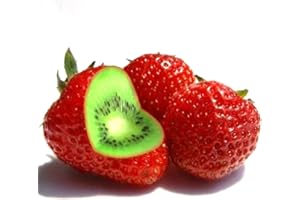 Saterkali Erdbeer-Kiwi-Samen, 100/200/400 Stück, seltene Erdbeer-Kiwi-Samen, süße Frucht, Bonsai-Gartenpflanze Erdbeer-Kiwi-Samen 400 STÜCKE