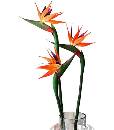 Amazon.de: Floratexx Knstliche Strelitzie 60cm Kunstblume  Paradiesvogelblume Papageienblume Tropische Pflanzen