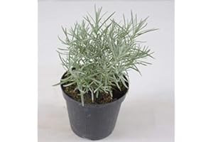 MONDOPIANTE Pianta Elicriso Italicum, Vaso 14cm, Altezza 30cm