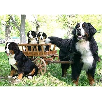 New 24x24cm Bouvier Bernoisdessin Diamant Broderie Chien