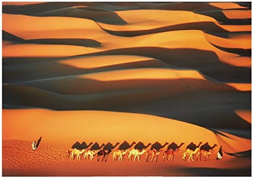 New imagesaffiche 50x70 cm caravan, Sahara/Camel Caravan In The Sahara Desert