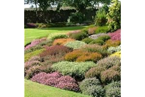 SCOT PLANTS DIRECT 15 x Scottish Heathers (Mixed) POT GROWN 8cm pot (a249)