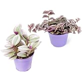 Videolu Mini Telgraf &Ccedil;i&ccedil;eği 2 Adet Ev Ofis Salon İ&ccedil; Mekan Bitkisi (Tradescantia Nanouk &amp; Zebrina)
