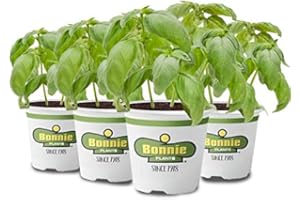 NATURGARDEN Pack de 4 Albahacas Italianas en Maceta de 10cm Naturales