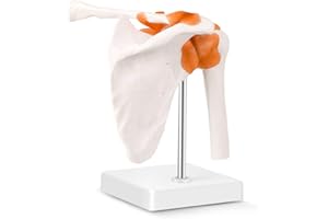 LYOU Human Shoulder Joint Model, Life Size Flexible Anatomically Accurate Shoulder Skeleton Model with Functional Ligaments and Removable Base
