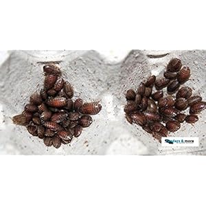 100 kleine Waldschaben, Schaben in 1 Dose praktisch verpackt, Futterinsekten Futtertiere