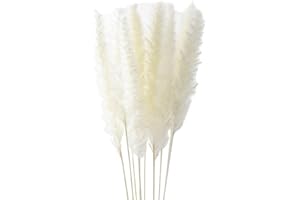 TAOYUN 10 Piezas de Hierba de Pampas Seca de Color Natural, Plumas de caña mullidas Reales, Ramo de Flores de Phragmites, decoración del hogar, Ramo de Boda, decoración de Arco