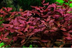 WFW wasserflora Kleine Weinrote Ludwigie/Ludwigia sp. Super Red - Super Rot im Topf