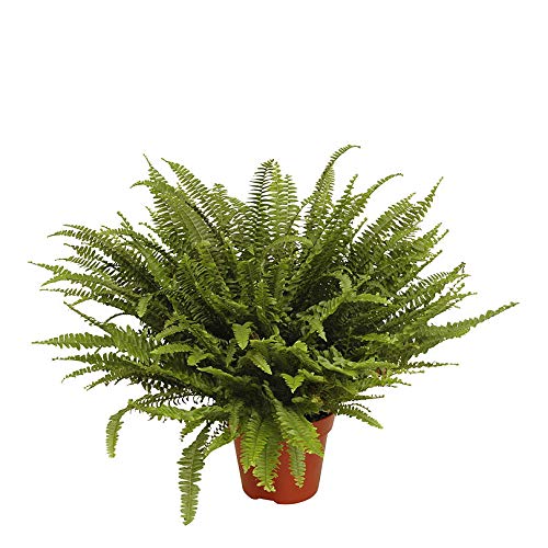 Plantes artificielles en fougère Hollyone Fougère de Boston artificielle en pot 45 feuilles pour extérieur et intérieur Grande plante en pot artificielle en faux fougère pour décoration de patio Plantes artificielles en fougère Hollyone Fougère de Boston artificielle en pot 45 feuilles pour extérieur et intérieur Grande plante en pot artificielle en faux fougère pour décoration de patio