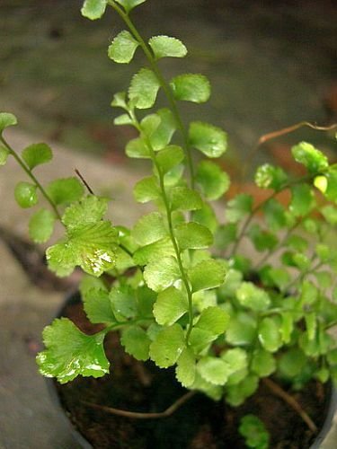 Lindsaea orbiculata - fern - 100 seeds