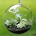 Produktbild Merssavo Glas Vase Kugelform Blume Pflanzen Mikro Landschaft Flasche Aquarium hängen