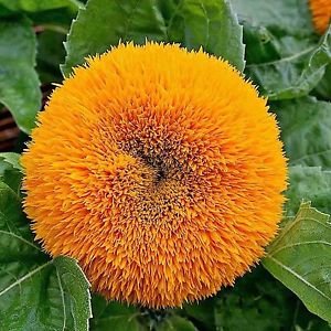 Creative Farmer Flower Seeds : Surajmukhi Teddy Flower Seeds For Basket Flower Seeds For Planting Garden [Home Garden Seeds Eco Pack] Plant Seeds