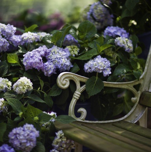 Hortensie Bauernhortensie Endless Summer blau - 2