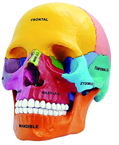 4D Vision Didactic Exploded Skull Model 1/2 4D Master