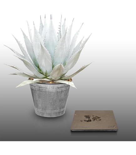 Le Grenier D'Abondance Les Graines Qui Donnent EnVie Lot De