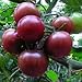 Produktbild Souked Purple Pearl Tomatensamen hohen Zucker Balkon Hof Seed