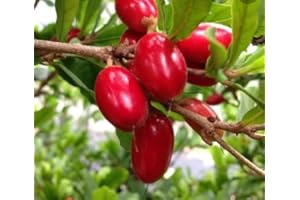 CETECHONDRA Nouveau frais 30pcs graines de fruits miraculin