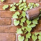 Detalles: PVC eco-friendly materiales autoadhesivos, película de contacto de la planta, línea de malla, fácil de medir y corte recto