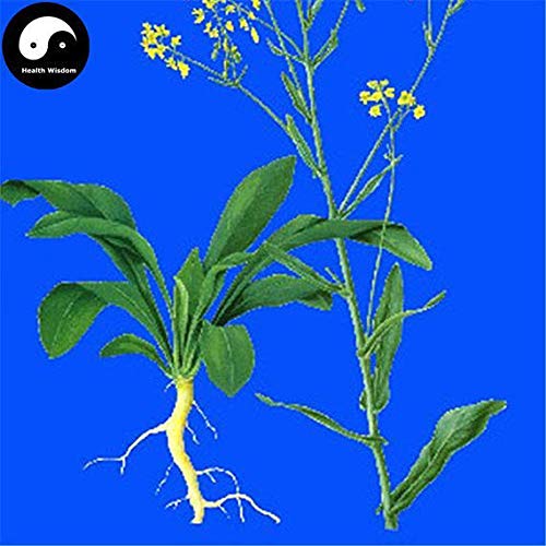 PLAT FIRM Germination Seeds: 100pcs: Buy Radix Isatidis Seeds Plant Herb Ban LAN Gen for Root Isatis Tinctoria