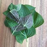 Semillas de alta tasa de germinación
