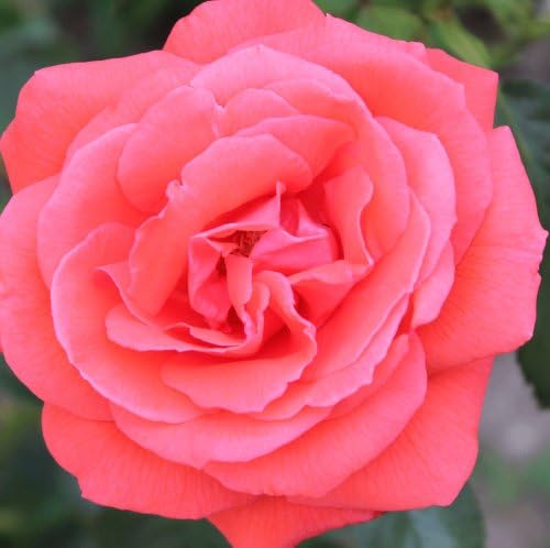 Rosa Bush Rose Hybrid Tea 'SUPER STAR' Plant