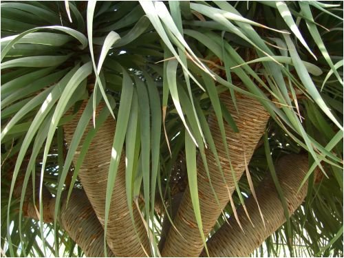 Seedeo Drachenbaum (Dracaena draco) 6 Samen - 2