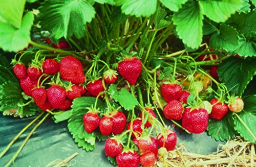 Preisvergleich Produktbild Portal Cool 20 X Erdbeerpflanzen Marshmello Zwischensaison