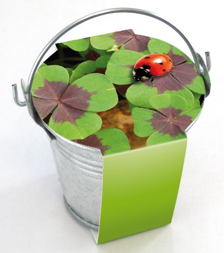 Pflanzset Zinkeimerchen Glücksklee